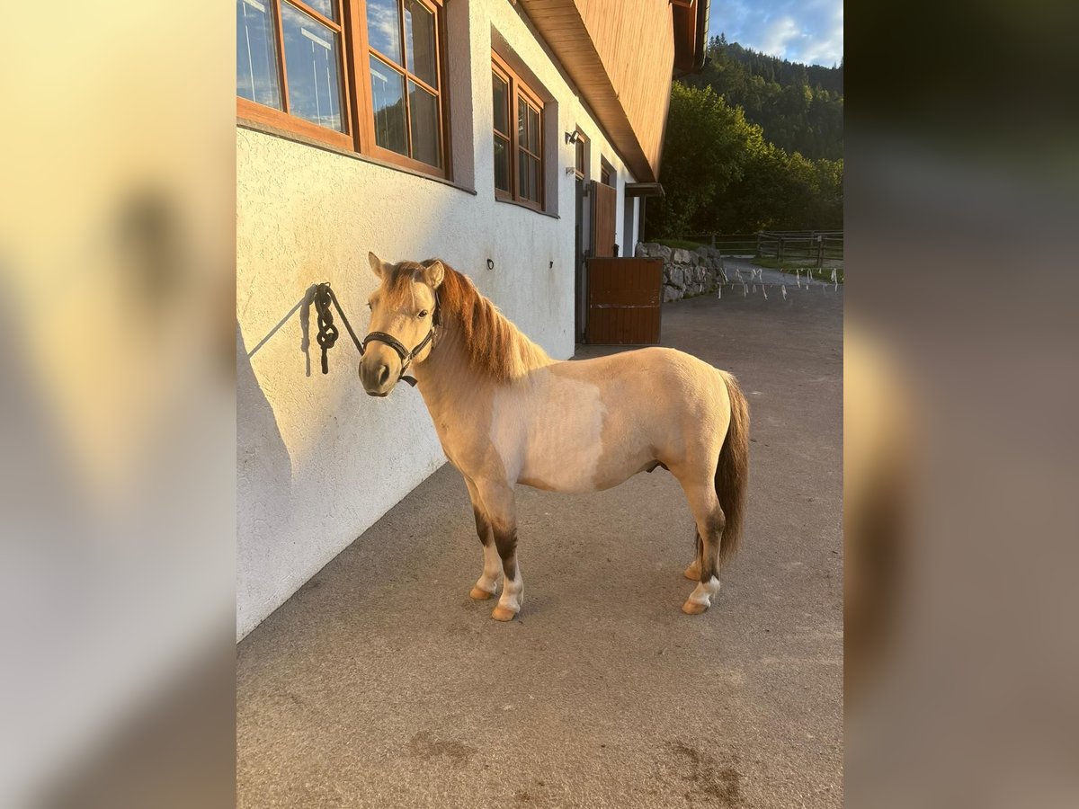 Shetland Ponies Stallion 3 years 10 hh Dun in K&#xF6;ssen