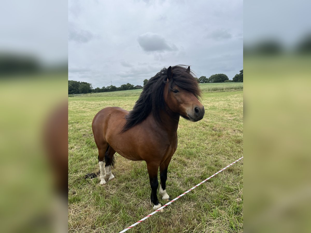 Shetland Ponies Stallion 3 years 10,1 hh Brown in Krumstedt