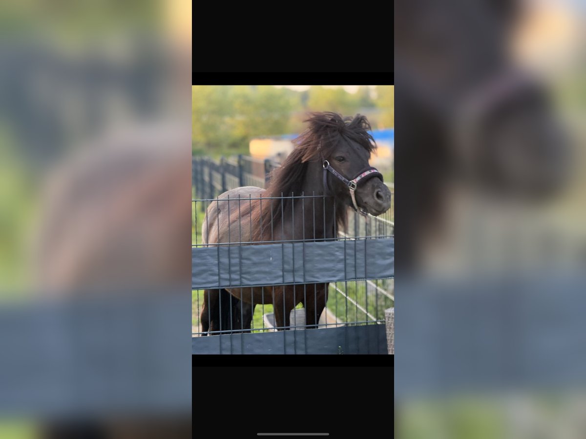 Shetland Ponies Stallion 3 years 11,2 hh Smoky-Black in Kamen