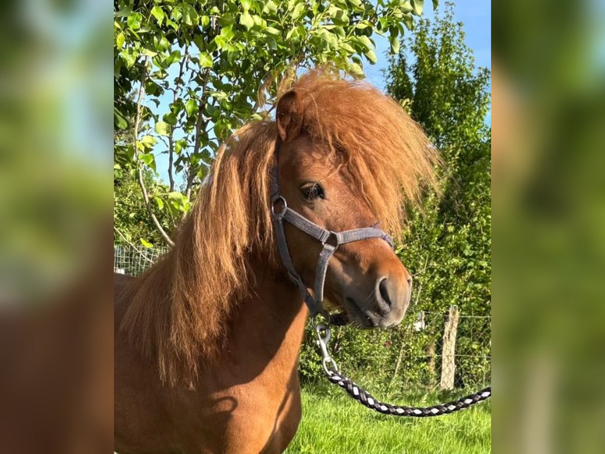 Shetland Ponies Stallion 3 years 8,3 hh Chestnut-Red in Emsbüren