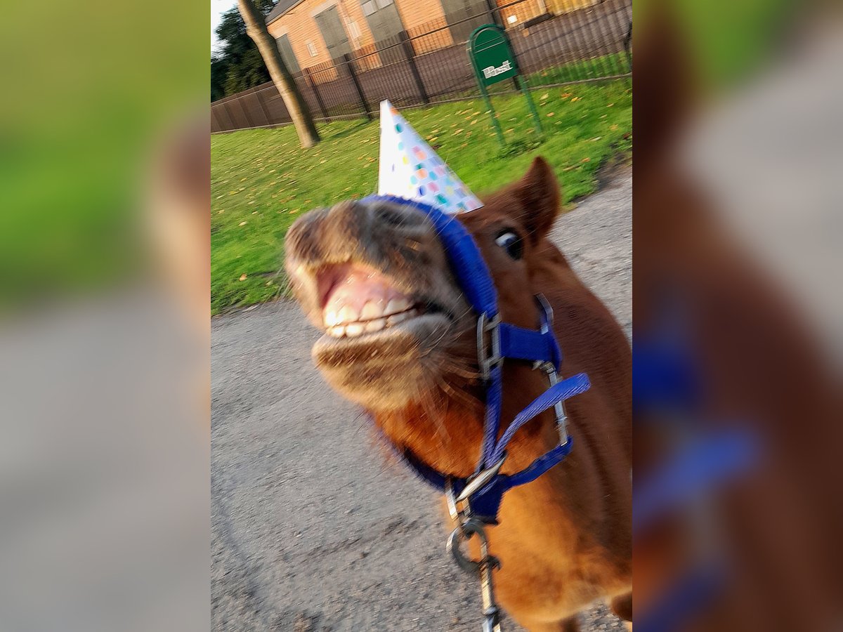 Shetland Ponies Stallion 3 years Chestnut-Red in Dinteloord