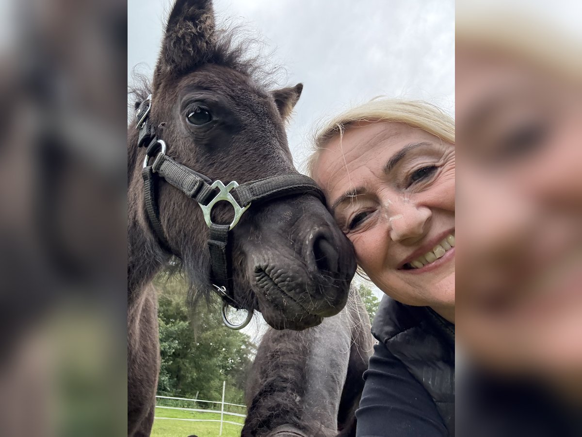 Shetland Ponies Stallion 3 years Smoky-Black in Hagen im Bremischen