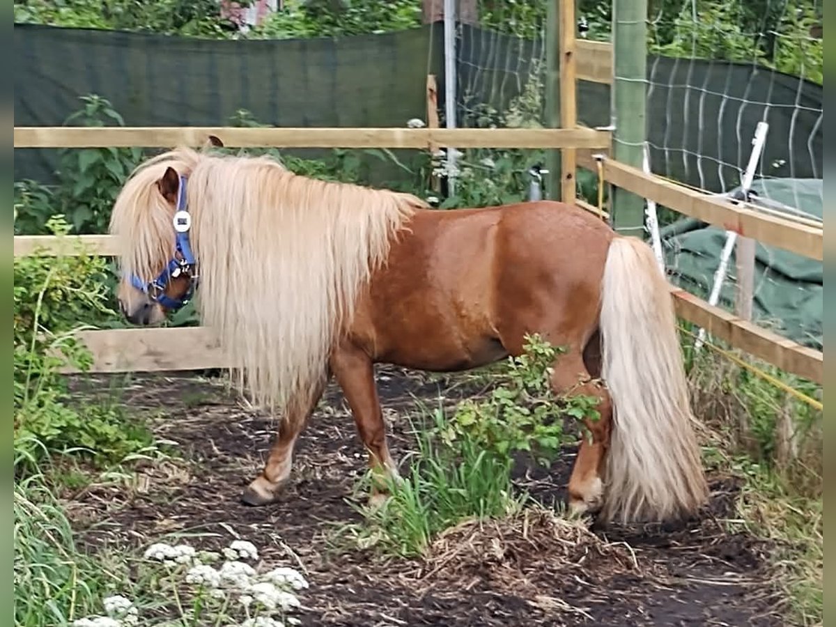 Shetland Ponies Stallion 5 years 8,1 hh Chestnut-Red in Zwierzyn