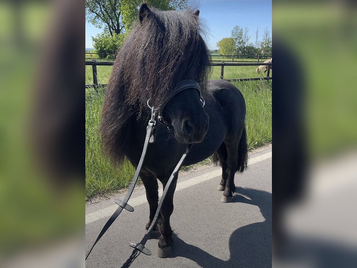 Shetland Ponies Stallion 5 years 9,2 hh Black in K&#xF6;nigslutter am Elm