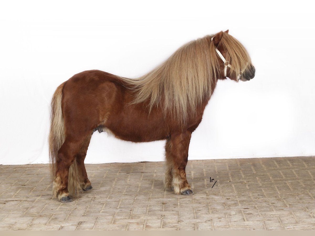 Shetland Ponies Stallion 6 years 8,3 hh Chestnut-Red in egchel