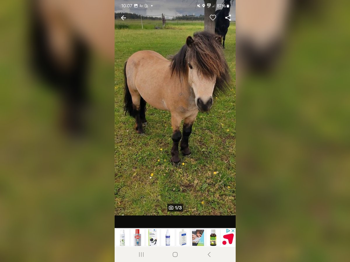 Shetland Ponies Stallion 7 years 10,1 hh Buckskin in Gunzenhausen