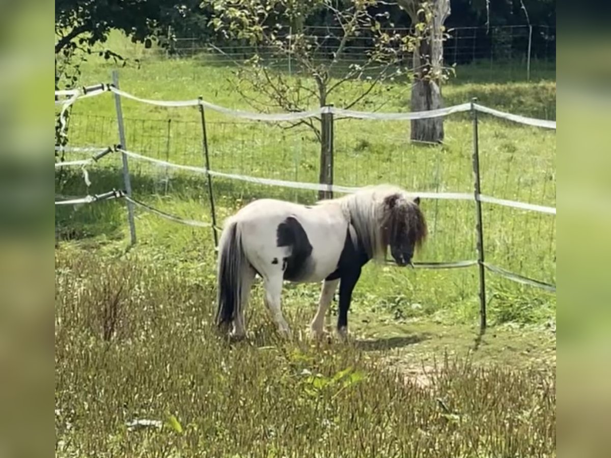 Shetland Ponies Stallion 7 years 8 hh Pinto in Eschau