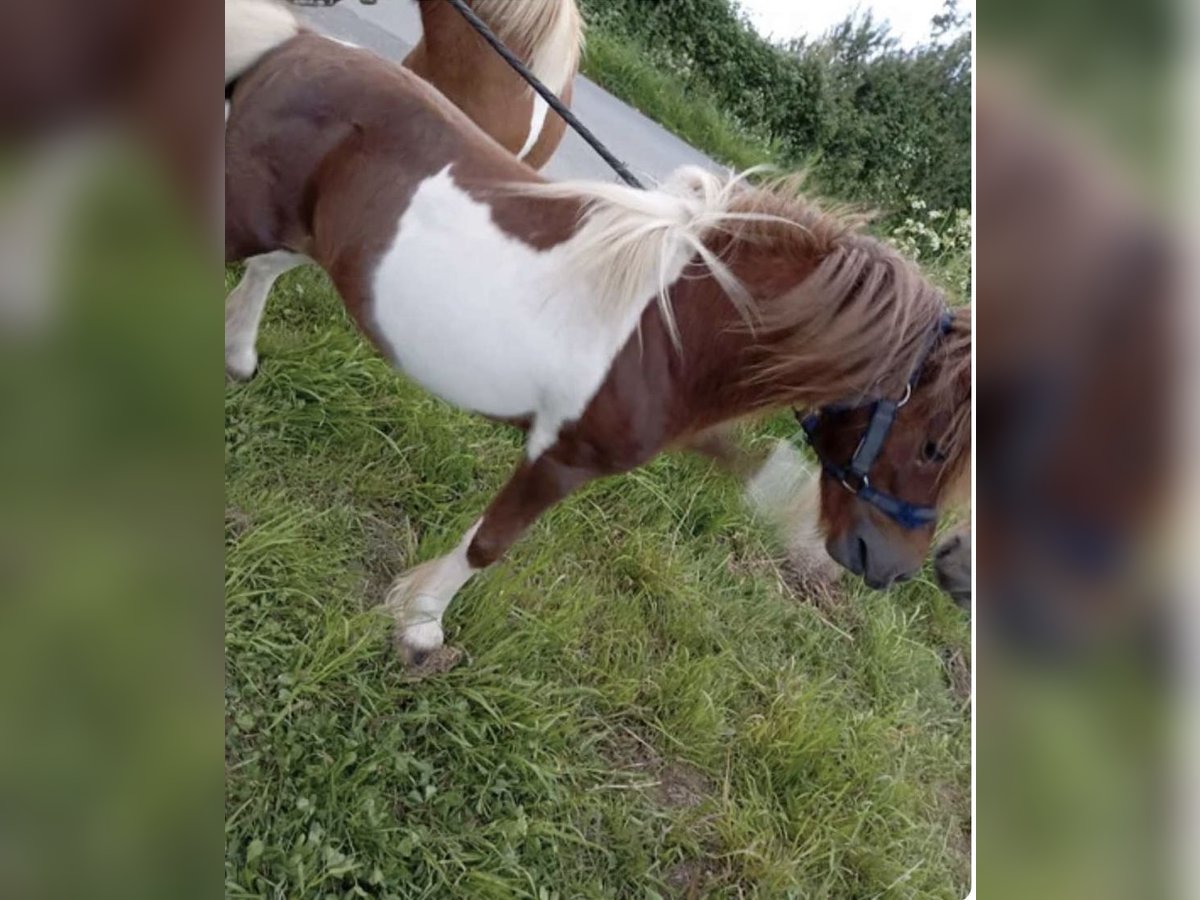 Shetland Ponies Stallion 9 years 7,3 hh in Rocheservière