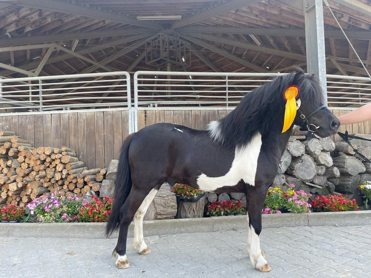 Shetland Ponies Stallion in Heiden