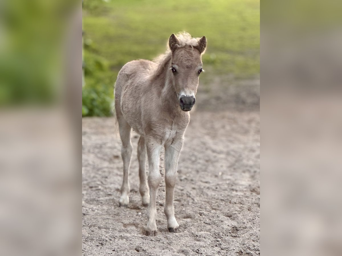Shetland Ponies Stallion  10,1 hh Leopard-Piebald in Gro&#xDF; Molzahn