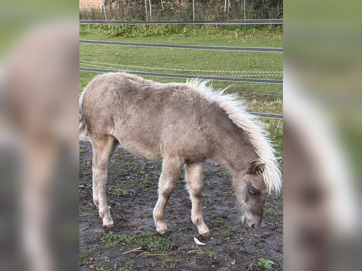 Shetland Ponies Stallion Foal (05/2025) 10,1 hh Leopard-Piebald in Groß Molzahn Shetland Ponies Stallion Foal (05/2025) 10,1 hh Leopard-Piebald in Groß Molzahn