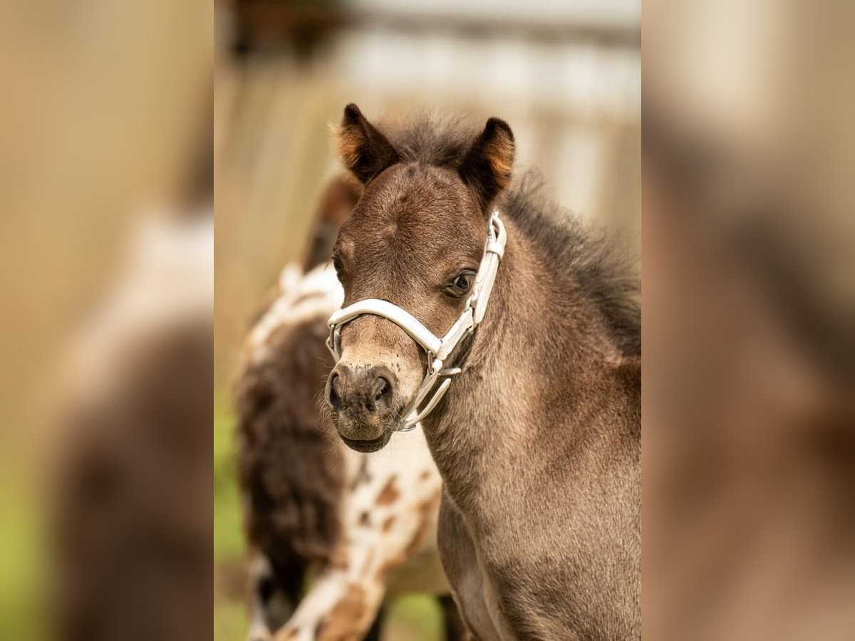 Shetland Ponies Stallion  10,2 hh Black in Gadebusch