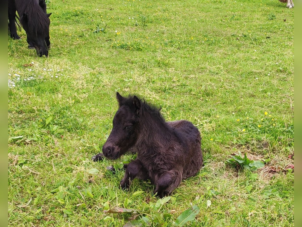 Shetland Ponies Stallion Foal (05/2024) 10,2 hh Black in Bad Segeberg