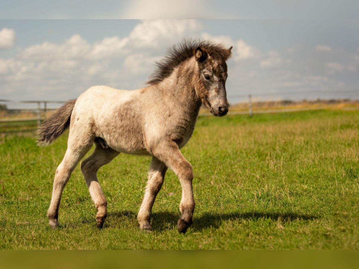 Shetland Ponies Stallion Foal (04/2024) 10,2 hh Leopard-Piebald in Groß Molzahn