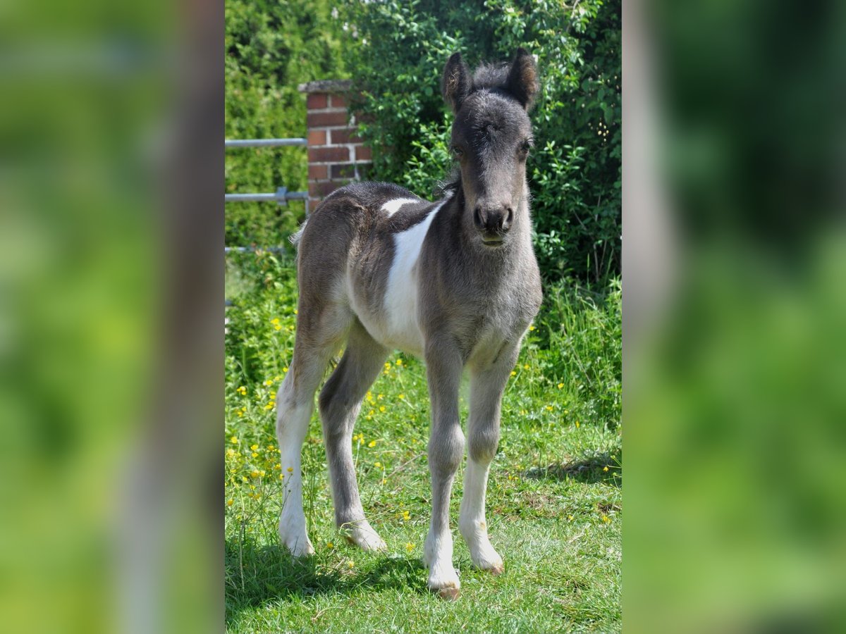 Shetland Ponies Stallion  10 hh Pinto in Eckersdorf