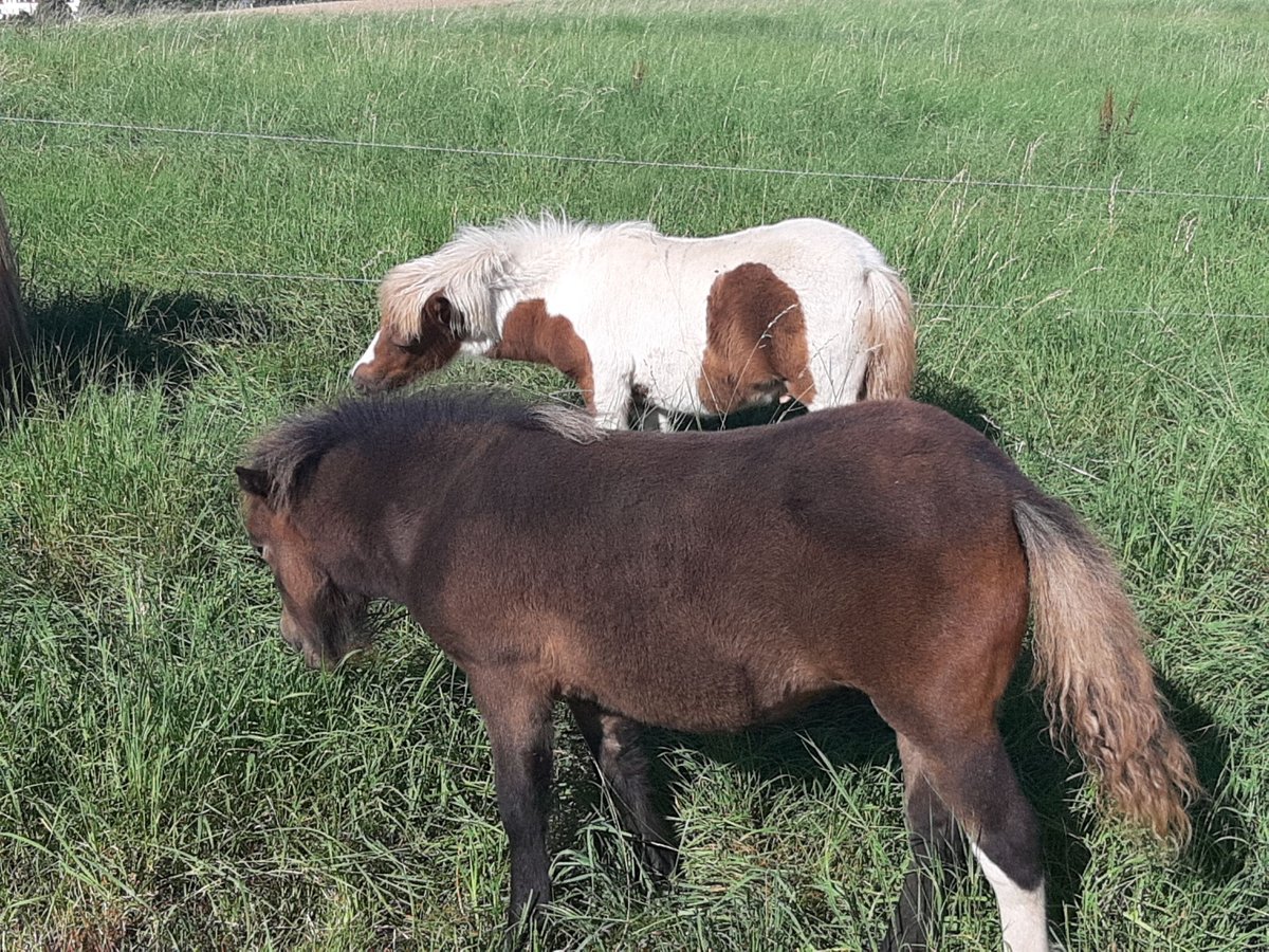 Shetland Ponies Stallion Foal (04/2025) 10 hh Pinto in Meerane