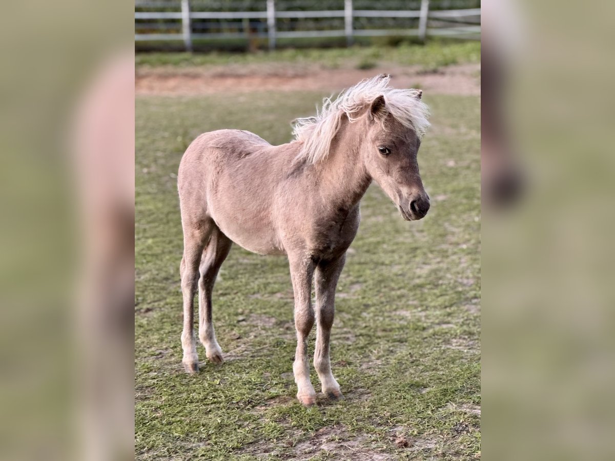 Shetland Ponies Stallion Foal (05/2025) 10,1 hh Leopard-Piebald in Gro&#xDF; Molzahn