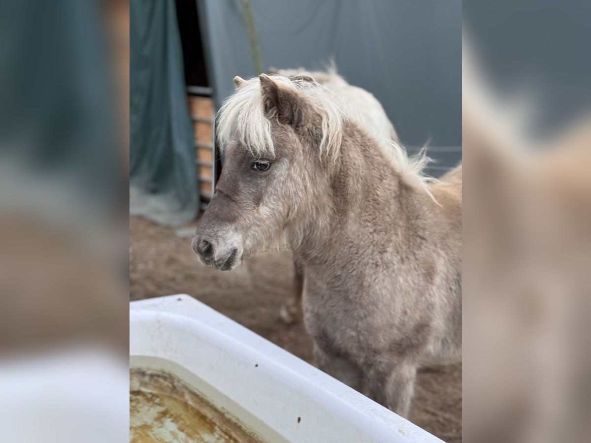 Shetland Ponies Stallion Foal (05/2025) 10,1 hh Leopard-Piebald in Gro&#xDF; Molzahn