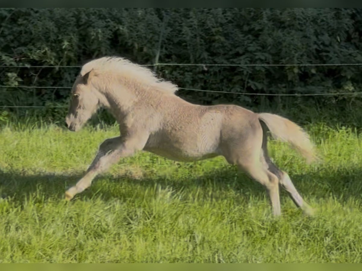 Shetland Ponies Stallion Foal (05/2025) 10,1 hh Leopard-Piebald in Gro&#xDF; Molzahn