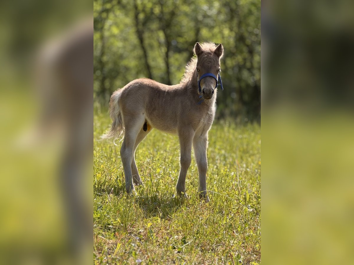 Shetland Ponies Stallion  10,1 hh Leopard-Piebald in Gro&#xDF; Molzahn