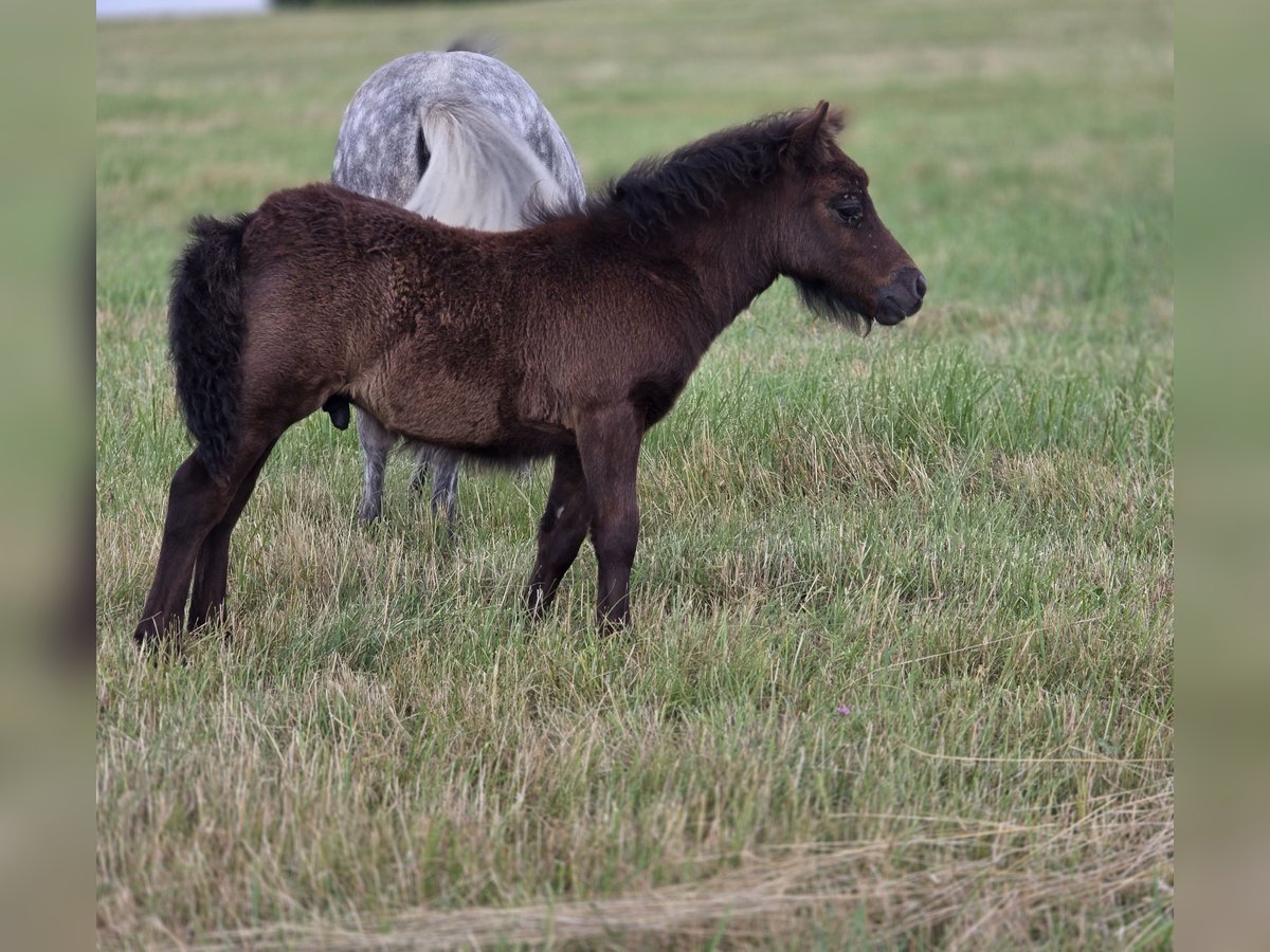 Shetland Ponies Stallion Foal (05/2025) 9,1 hh Grey-Dark-Tan in VILLY EN AUXOIS