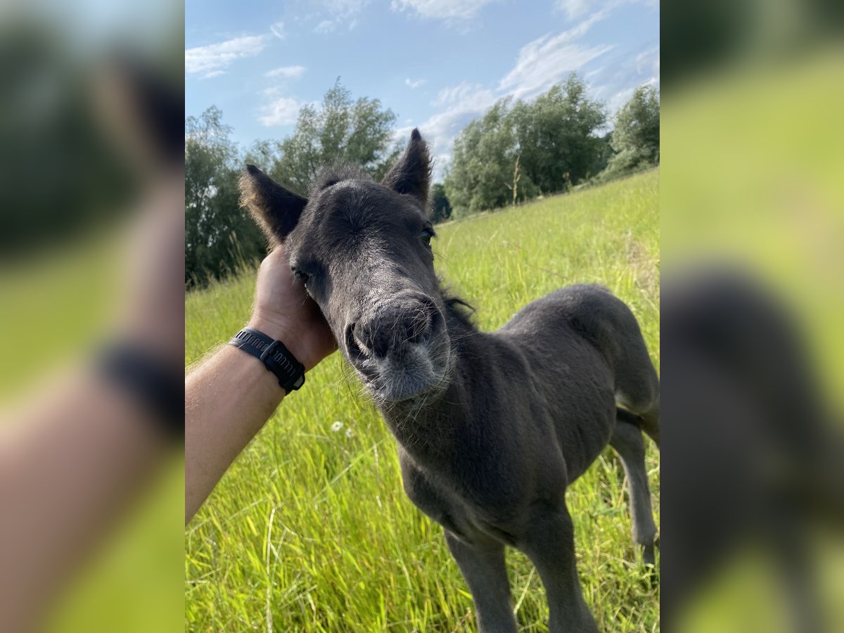 Shetland Ponies Stallion Foal (06/2025) 9,2 hh Black in Gro&#xDF; Wokern