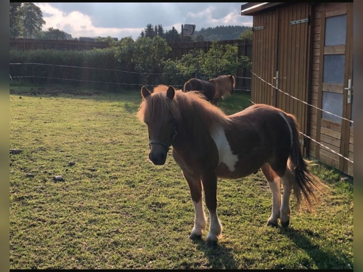 Shetland Ponies Mix Stallion  9,2 hh Chestnut-Red in Marienberg