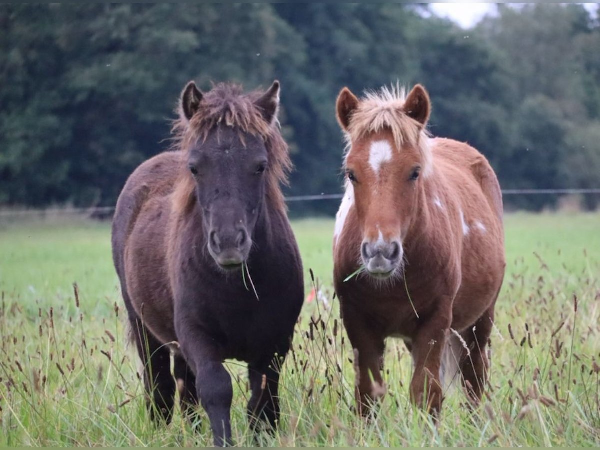 Shetland Ponies Stallion Foal (03/2025) 9,2 hh Pinto in Peckfitz Shetland Ponies Stallion Foal (03/2025) 9,2 hh Pinto in Peckfitz