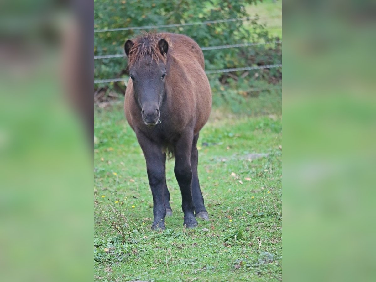 Shetland Ponies Stallion Foal (01/2023) Black in Hille