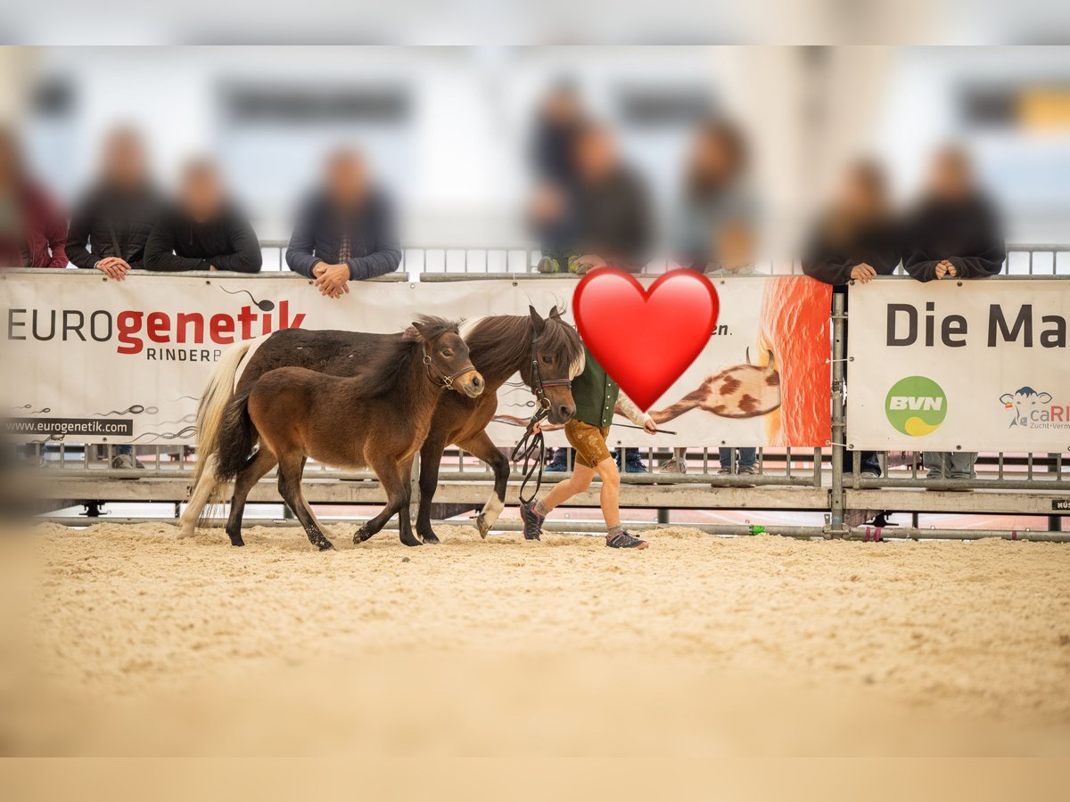 Shetland Ponies Stallion Foal (05/2025) Brown in St. Martin im Innkreis Shetland Ponies Stallion Foal (05/2025) Brown in St. Martin im Innkreis