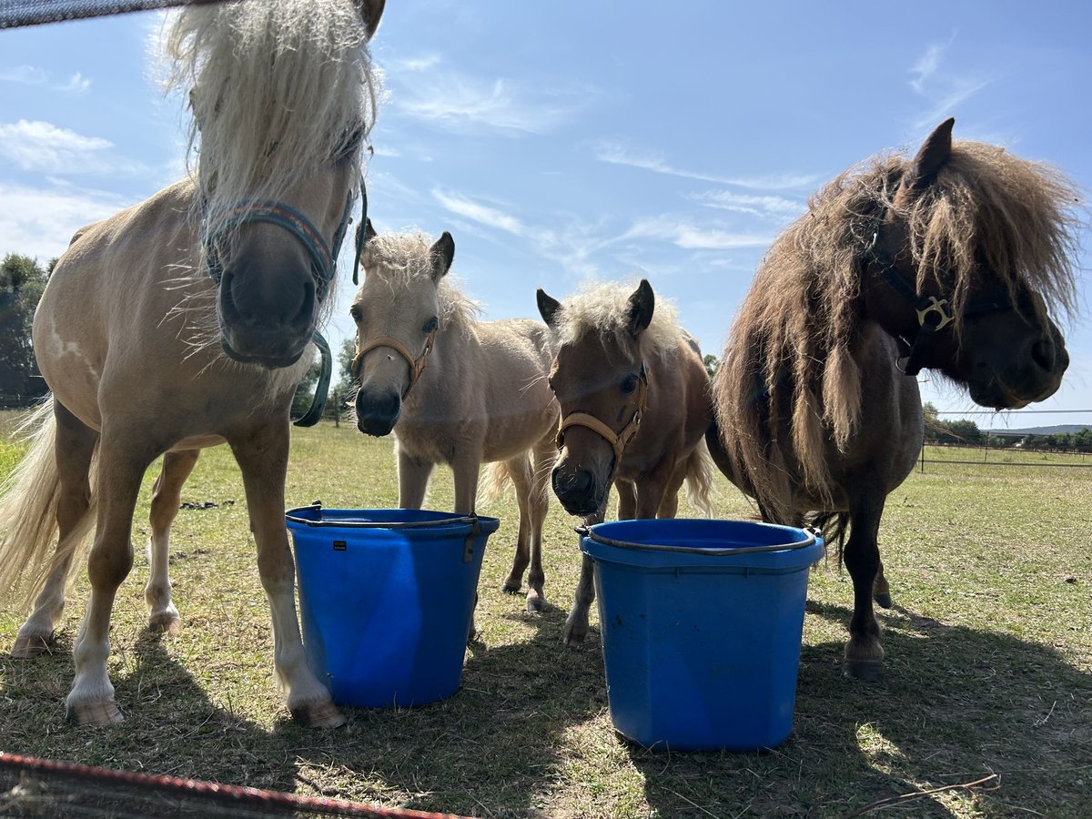 Shetland Ponies Stallion  in Friedberg