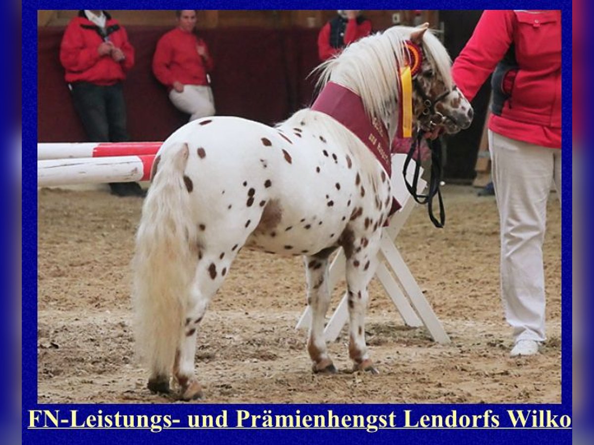 Shetland Ponies Stallion Leopard-Piebald in Sulzberg