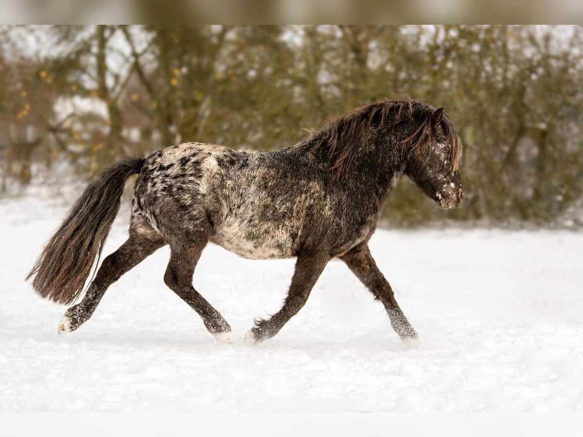 Shetland Ponies Stallion Leopard-Piebald in Hohenthann