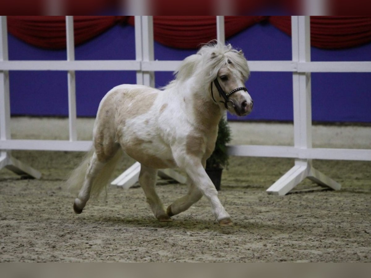 Shetland Ponies Stallion Palomino in Edewecht