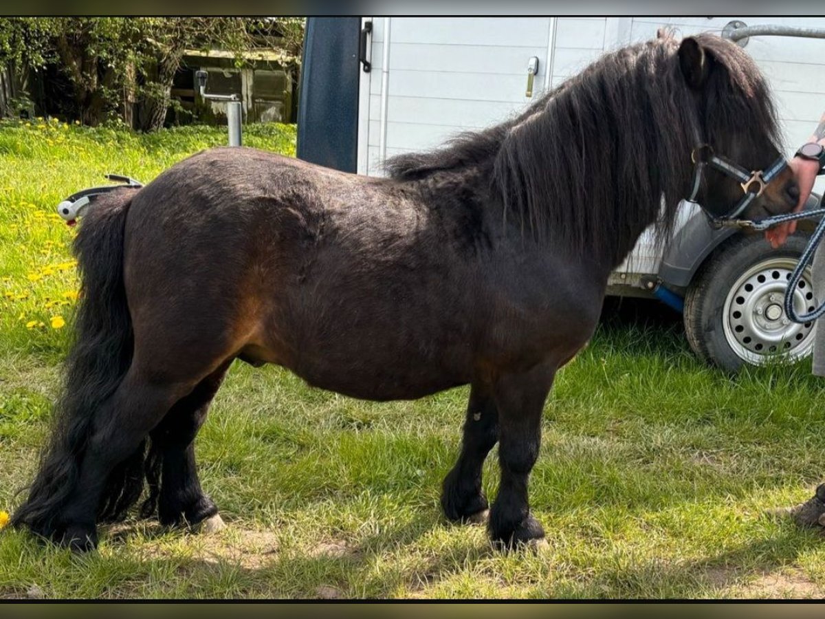 Shetland Ponies Stallion in Herzfelde