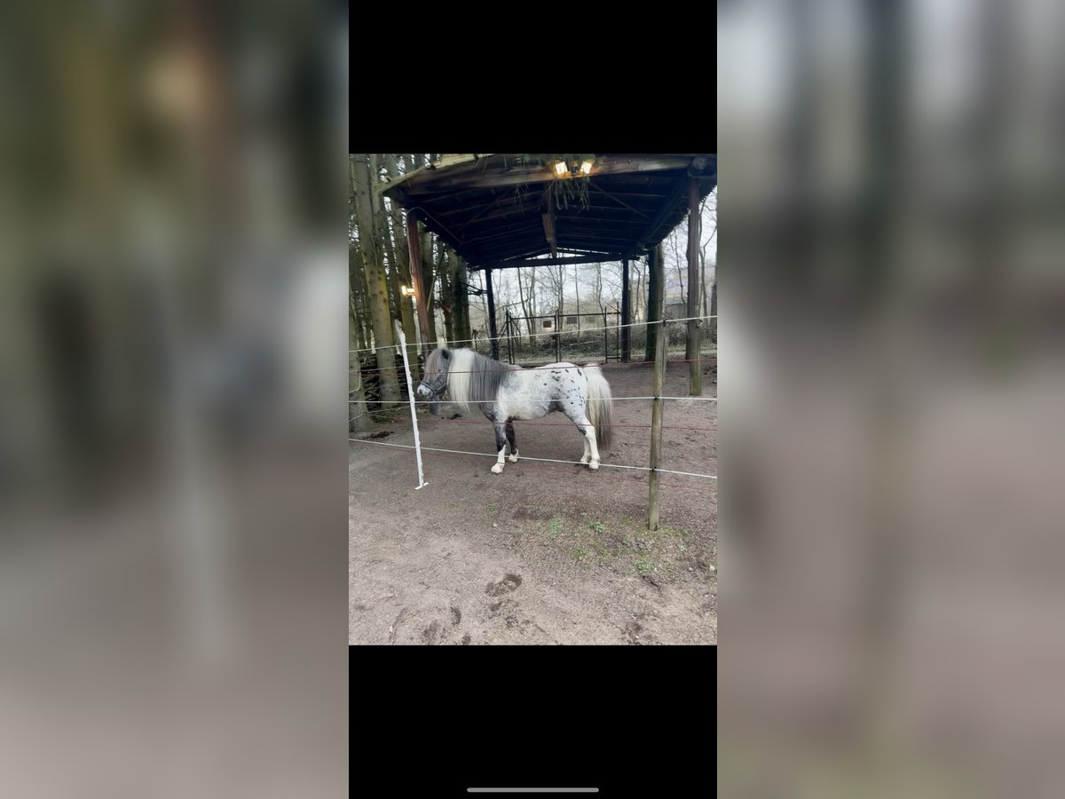 Shetland Ponies Stallion in Halsenbach