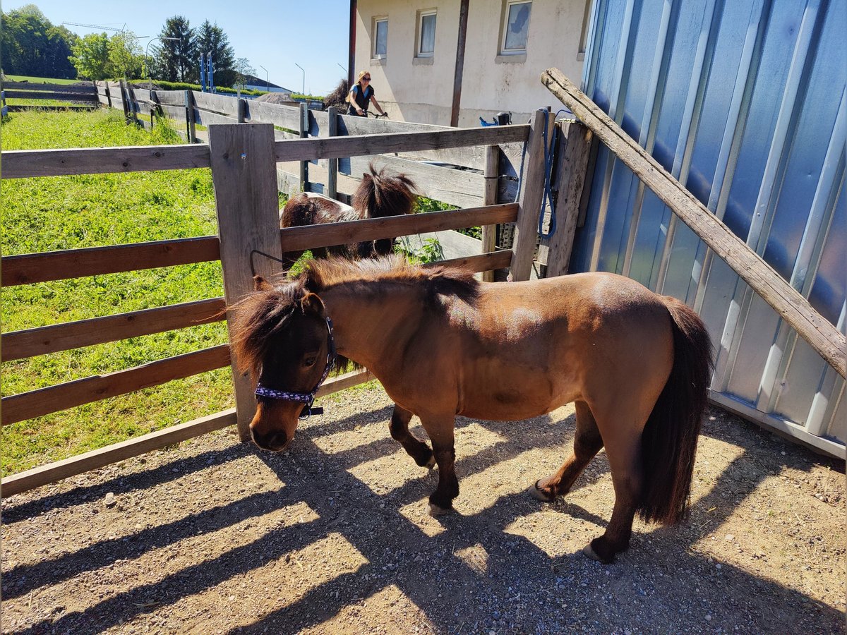 Shetland Ponys Hengst 10 Jahre 85 cm Dunkelbrauner in Hallbergmoos