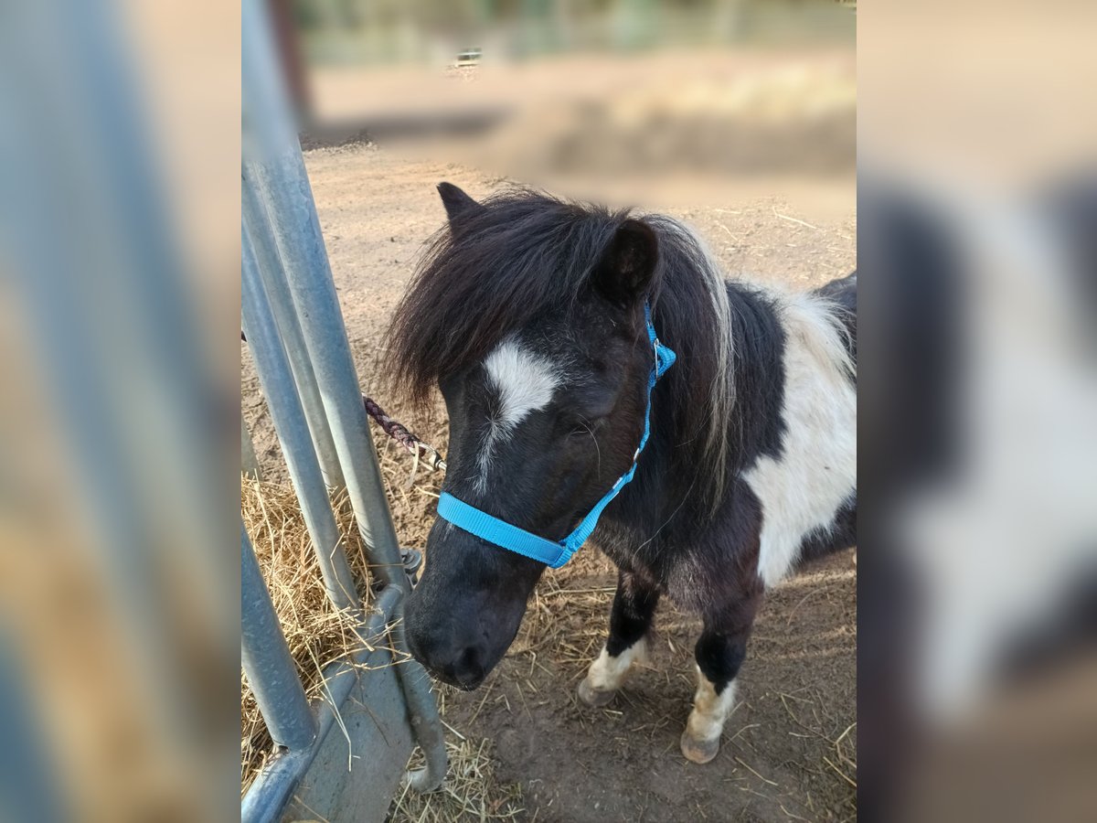 Shetland Ponys Hengst 13 Jahre 98 cm Schecke in Löningen