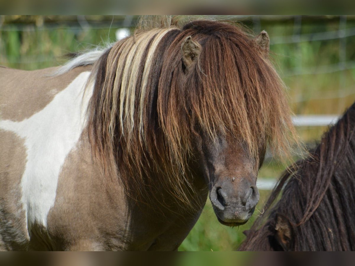 Shetland Ponys Hengst 15 Jahre 84 cm Grullo in Gro&#xDF;enkneten
