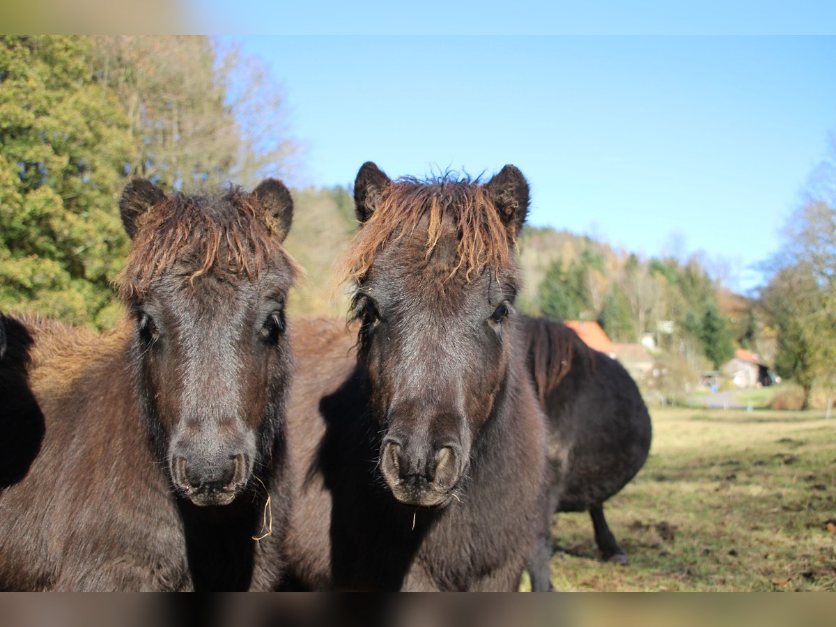 Shetland Ponys Hengst 1 Jaar 100 cm Zwart in Floh-Seligenthal