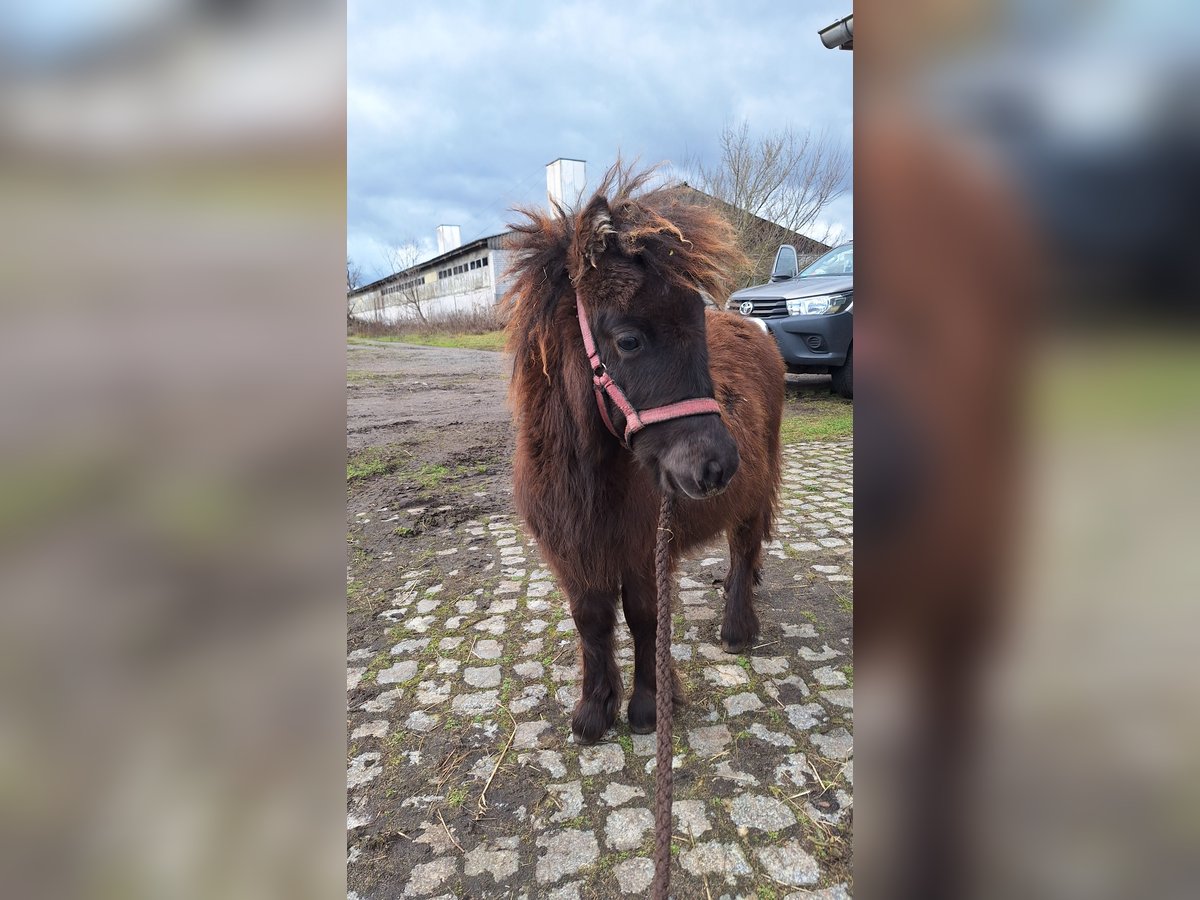 Shetland Ponys Hengst 1 Jaar 105 cm Donkerbruin in D&#xFC;rrenhofe