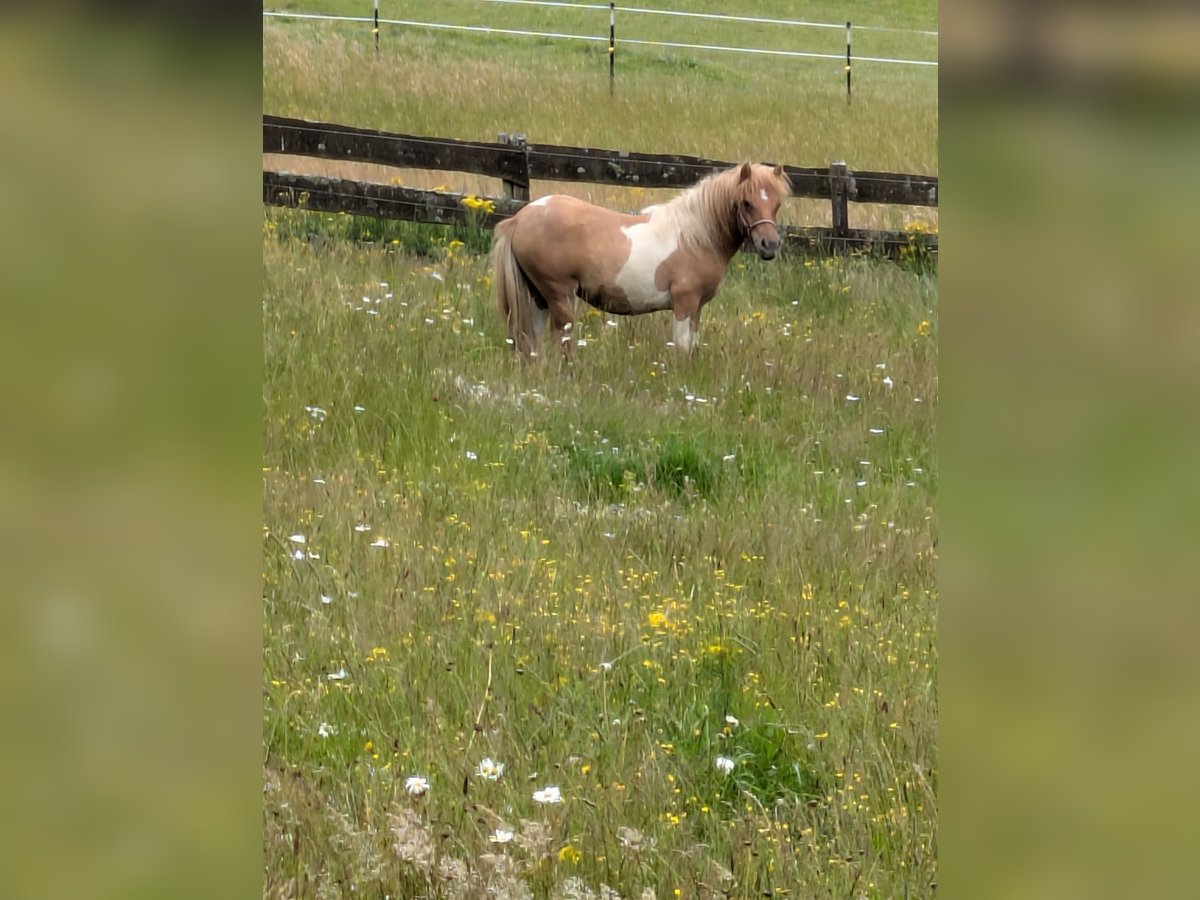 Shetland Ponys Hengst 1 Jaar 107 cm Gevlekt-paard in Lüdenscheid