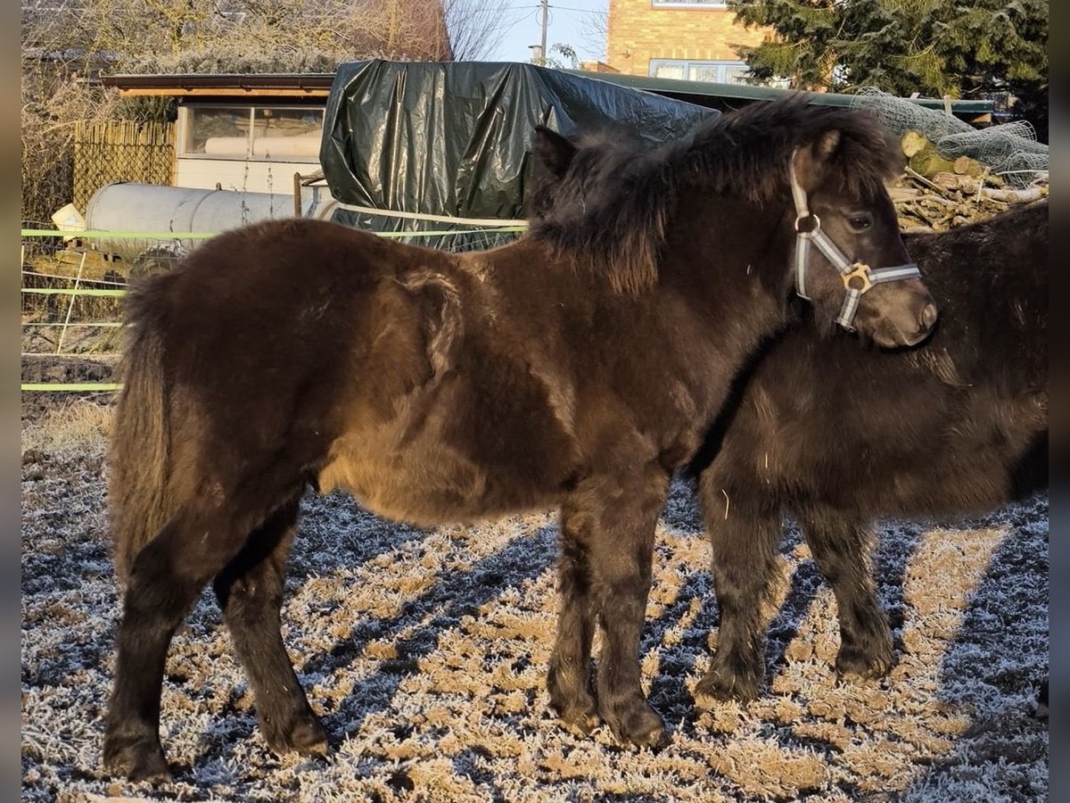 Shetland Ponys Hengst 1 Jaar 108 cm Zwart in Gadebusch