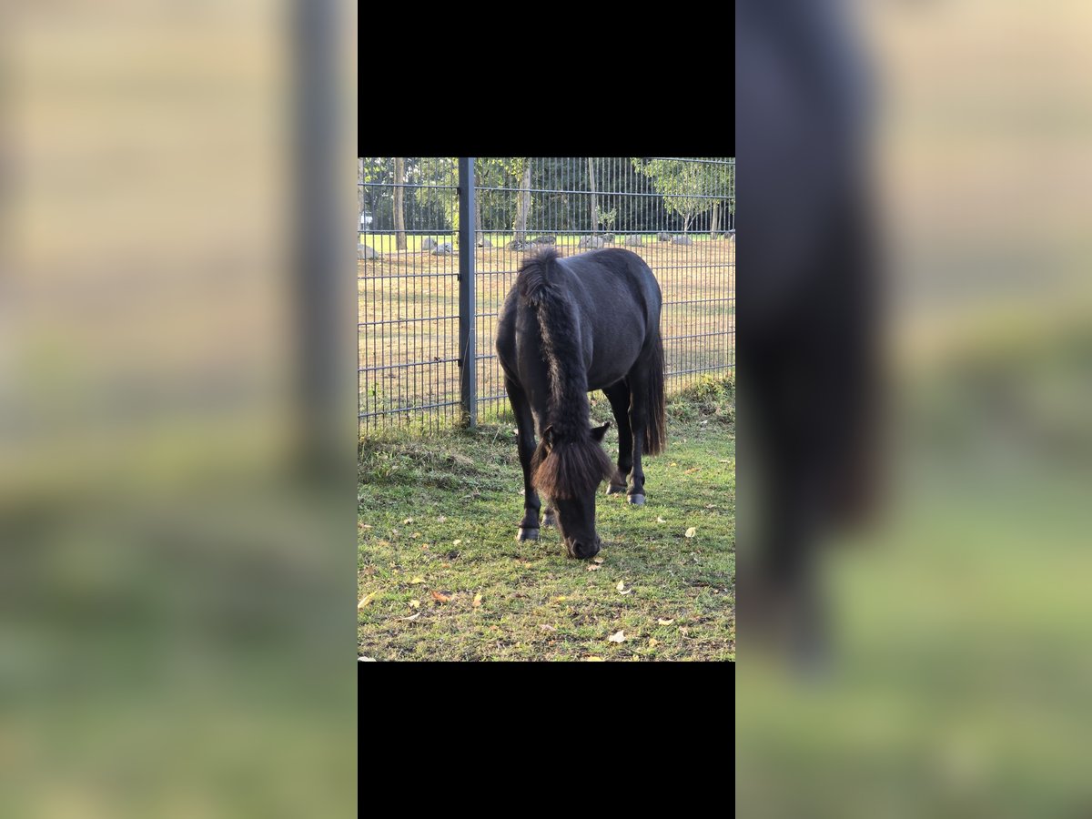 Shetland Ponys Hengst 1 Jaar 110 cm Zwart in Neuenkirchen-V&#xF6;rden