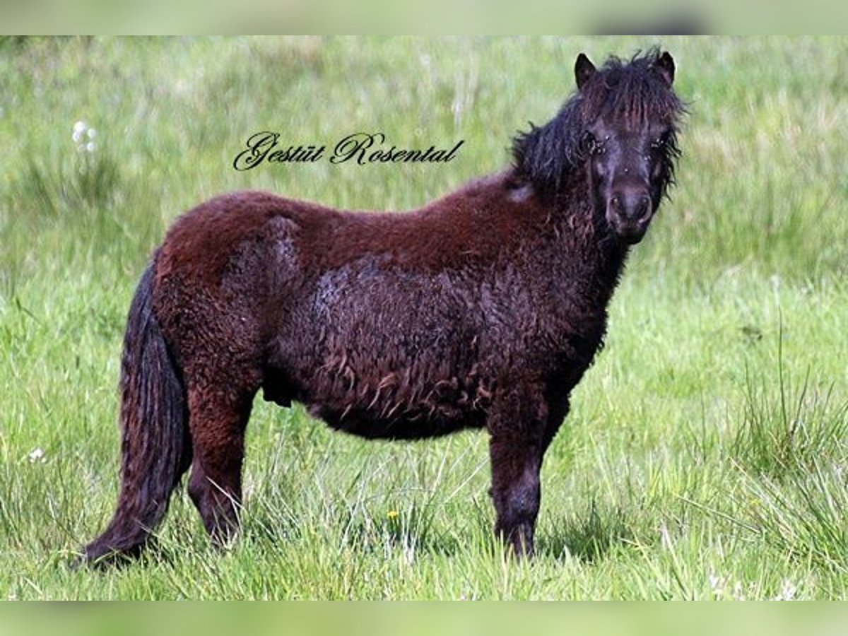 Shetland Ponys Hengst 1 Jaar 110 cm Zwart in Sankt Margarethe