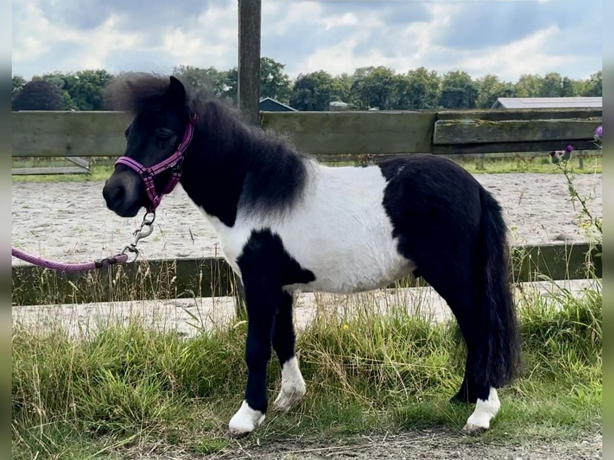 Shetland Ponys Hengst 1 Jaar 65 cm Gevlekt-paard in Barneveld