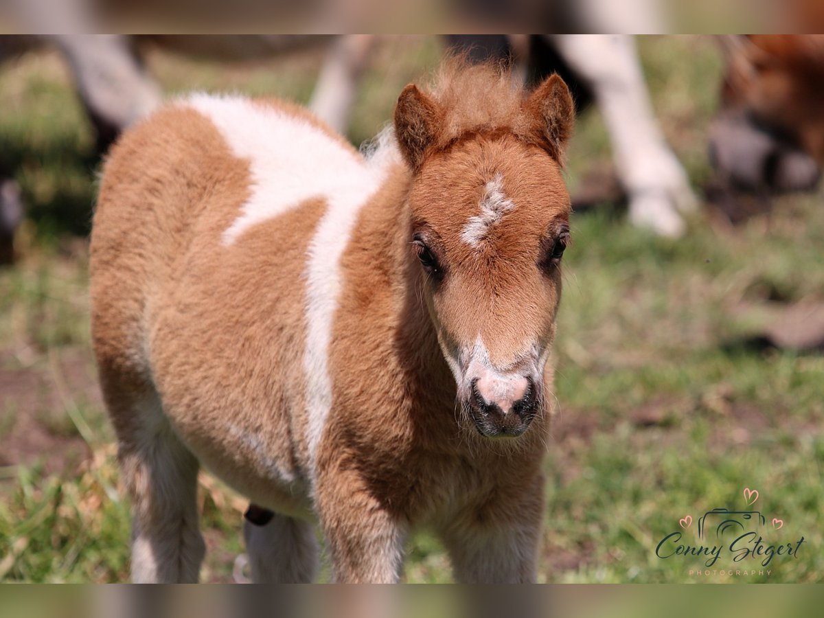 Vermelden kwartaal Beknopt Shetland Ponys Hengst 1 Jaar 80 cm Gevlekt-paard in Reppichau