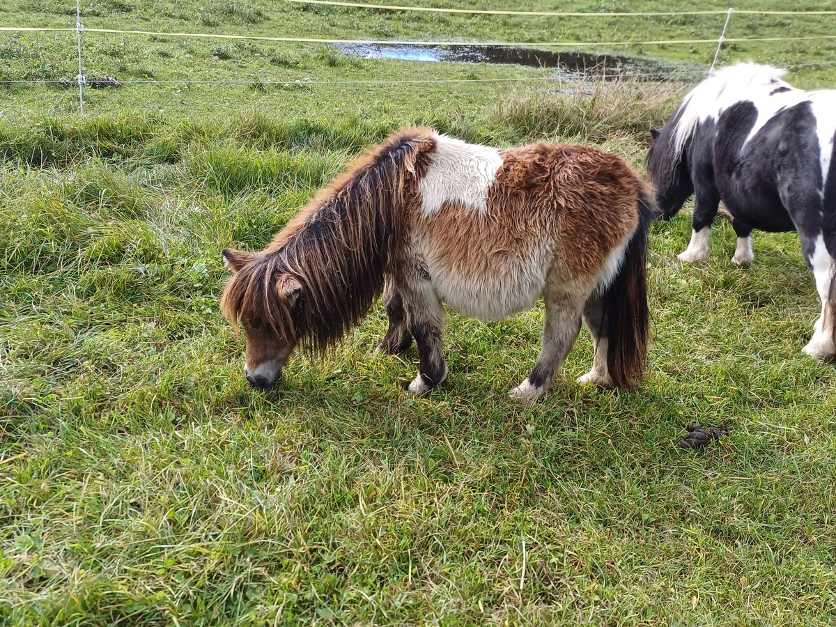 Shetland Ponys Hengst 1 Jaar 80 cm Gevlekt-paard in Niedernsill