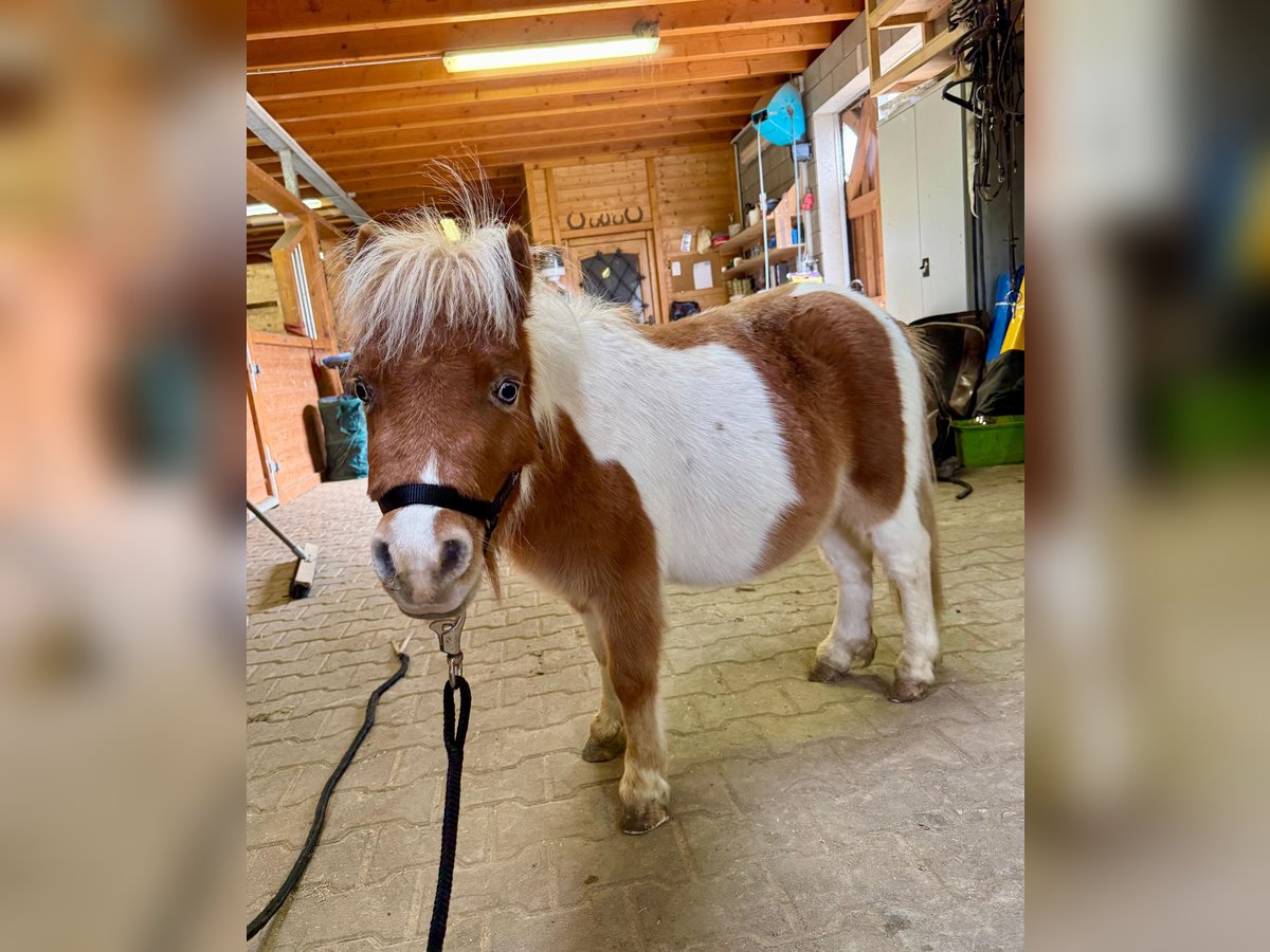 Shetland Ponys Hengst 1 Jaar 85 cm Gevlekt-paard in Daleiden
