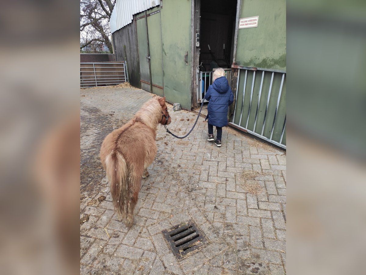 Shetland Ponys Hengst 1 Jaar 90 cm Vos in Bodegraven